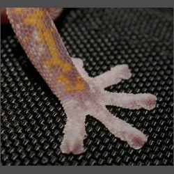 Marbled Velvet Gecko.october-2003-images.zacharoo.comDscn2080.jpg